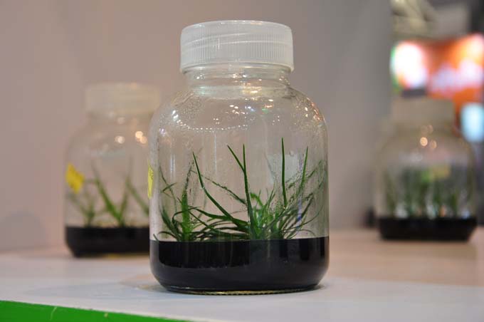 玻璃组培瓶(兰花石斛专用)-组培设备全套价格-上海农卉生物科技有限