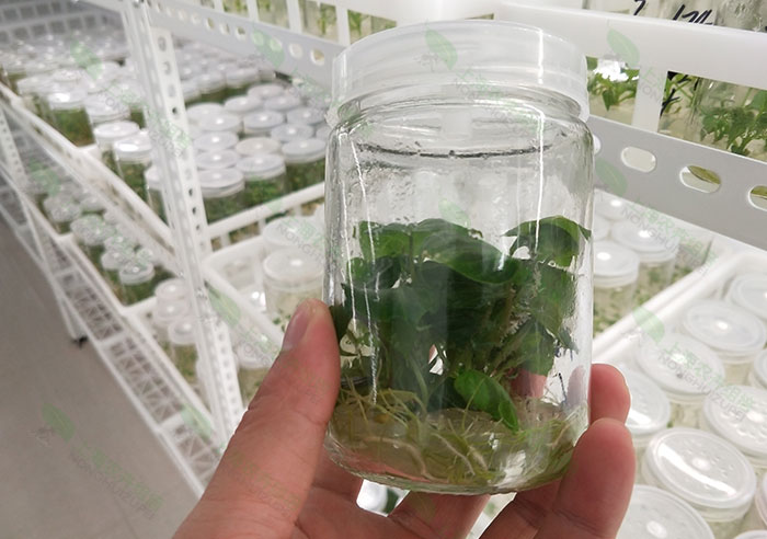 植物组织培养苗褐化的原因及方法