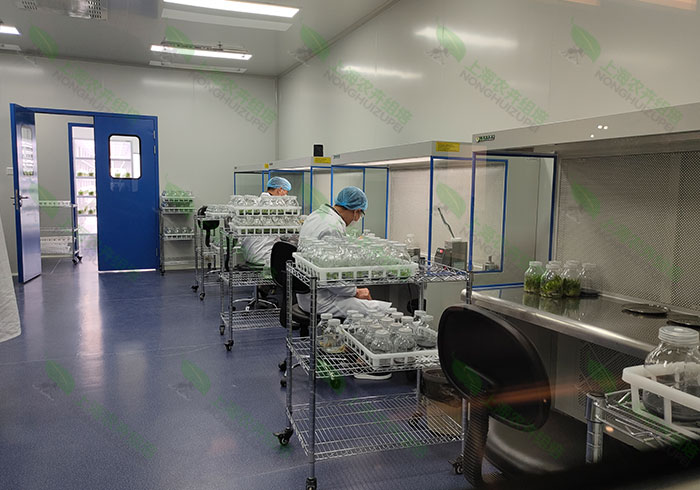 植物组织培养实验室建设方案